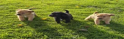 Mixed Breed dogs for sale: Border terrier x Staffordshire puppies for sale  in Glasgow - Advert 5