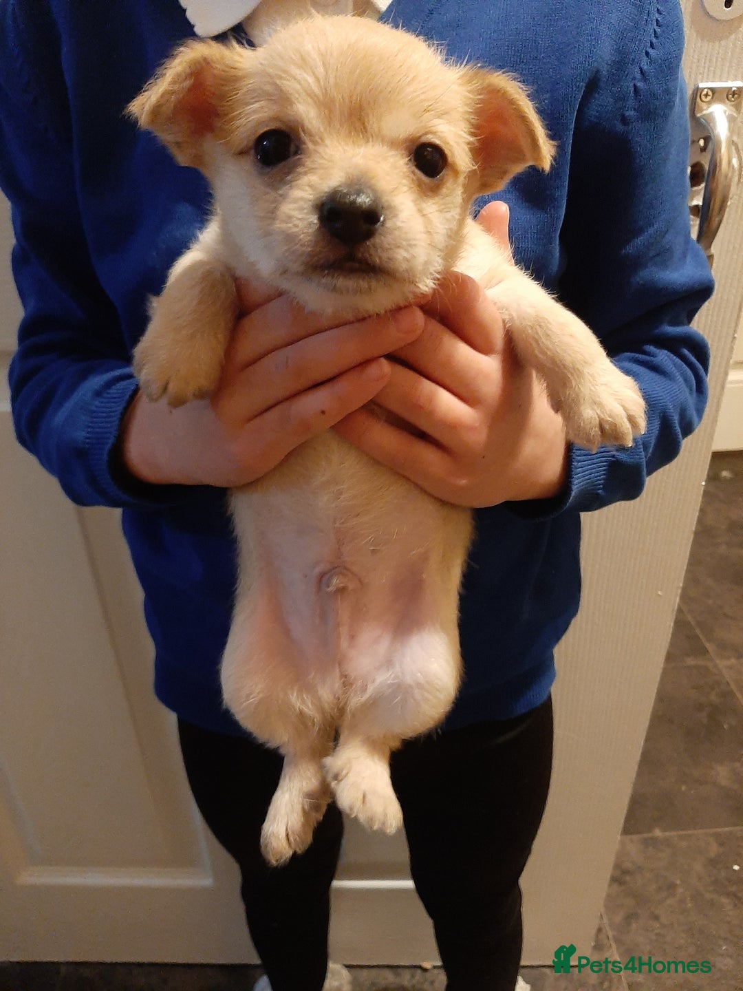 Mixed Breed dogs for sale: Male Chihuahua puppies for sale - Advert 2