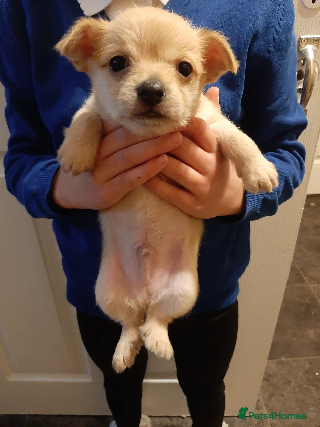 Mixed Breed dogs for sale: £650. Male chihuahua x - Advert 2