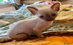 Cornish Rex cats for sale: Cornish Rex boys x2  - Image 8
