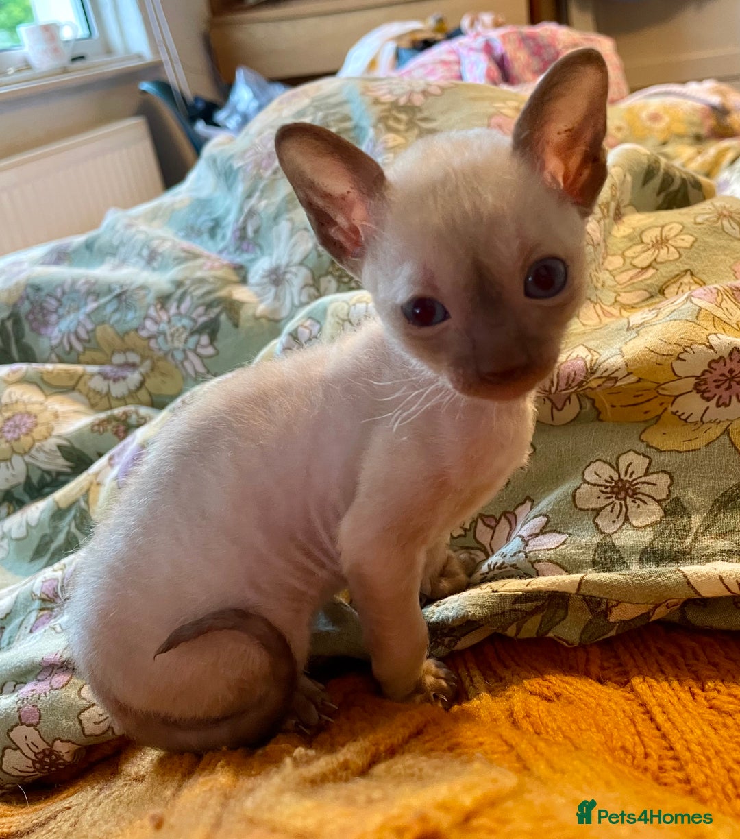 Cornish Rex cats for sale: Cornish Rex boys x2  - Image 8