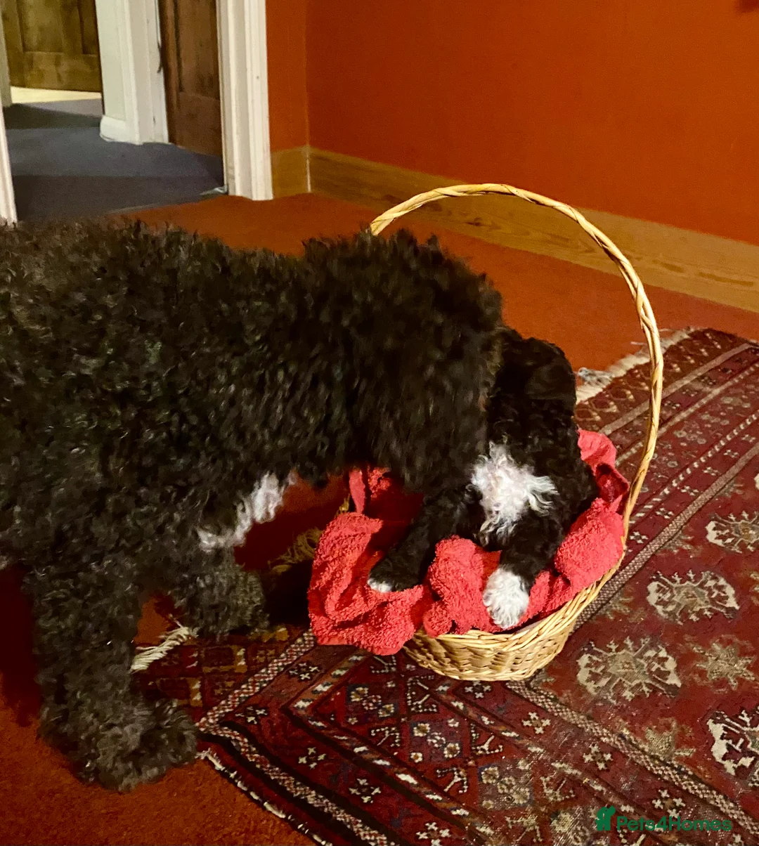 Lagotto Romagnolo dogs for sale: Three wonderful Lagotto pups available now - Advert 2