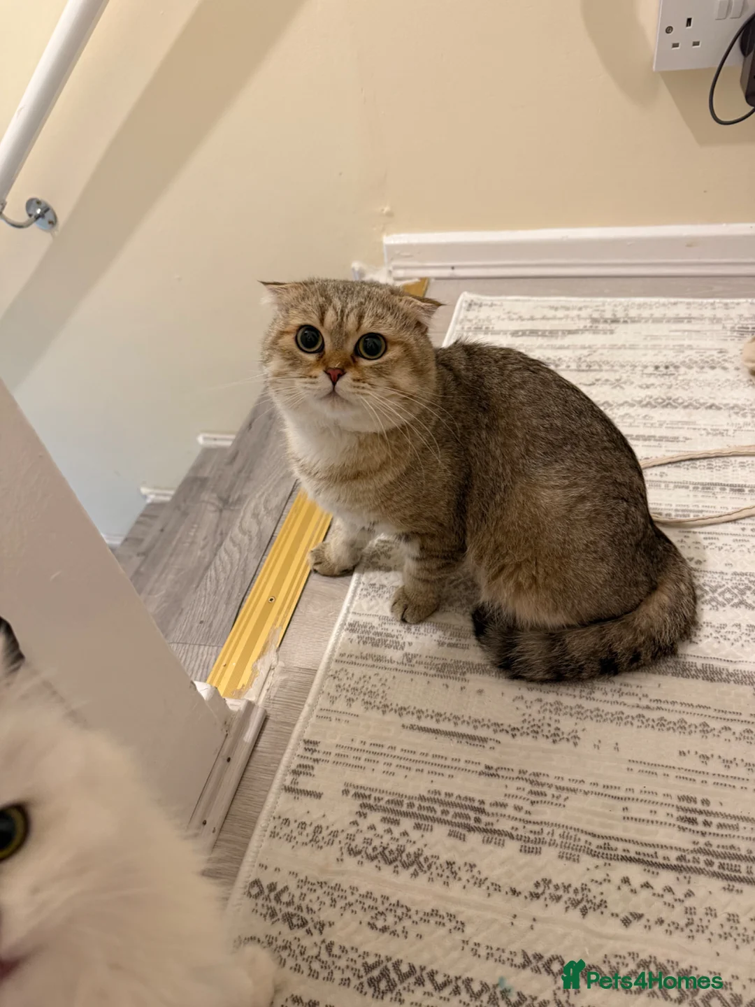 Scottish Fold cats for stud:     Scottish Fold Golden Shaded Stud  in London - Advert 1