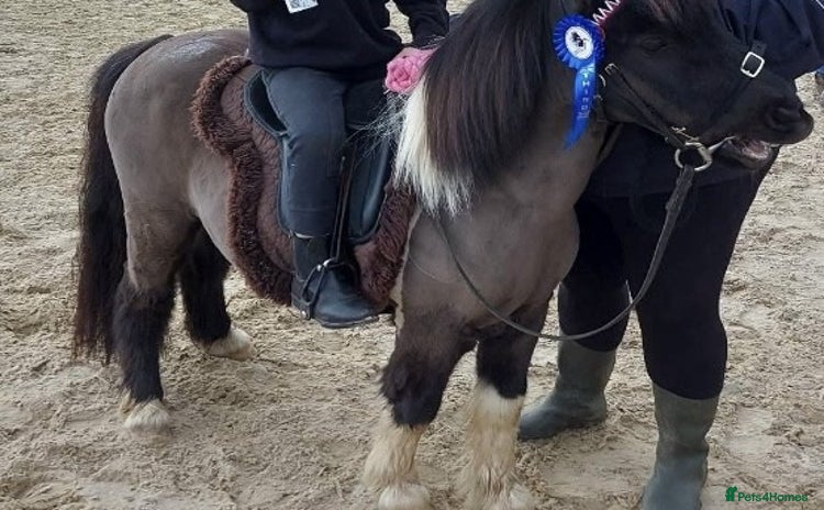 Shetland pony horses - Advert 1