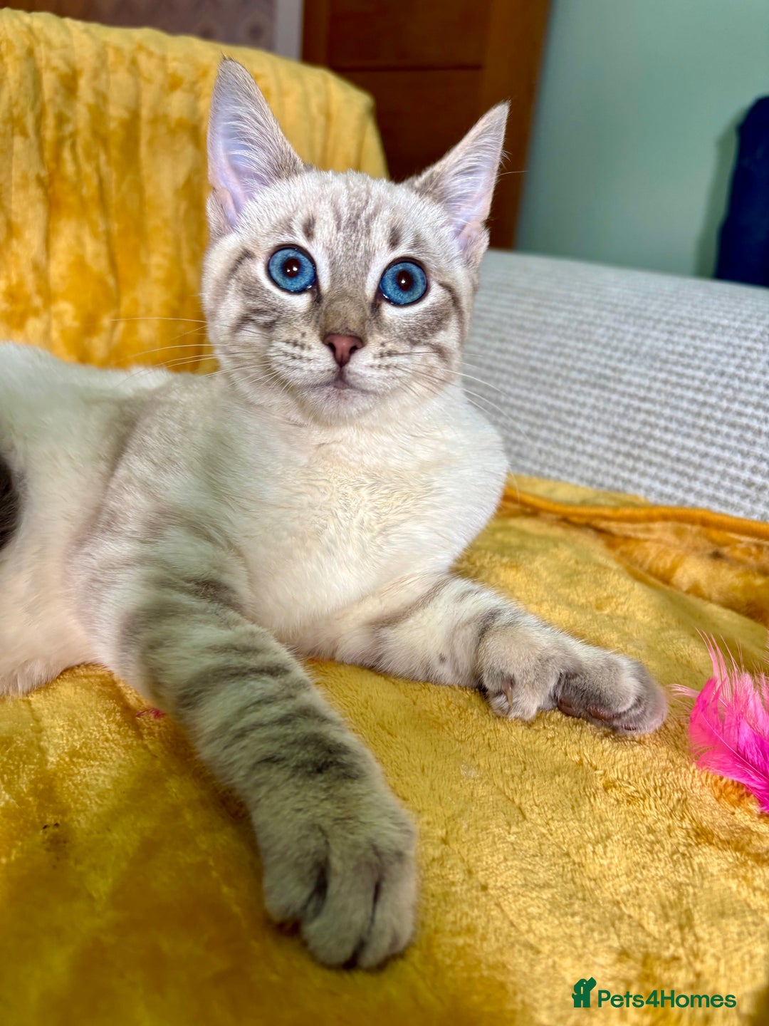 Bengal cats for sale: Breathtaking rare polydactyl snow leopard  - Advert 13