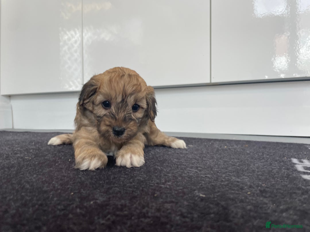 Cavapoochon dogs for sale: Beautiful Cavapoochon puppies for sale  - Image 15