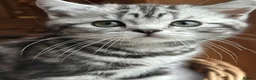 British Shorthair cats for sale: BSH stunning Silver Tabby kittens - Advert 3