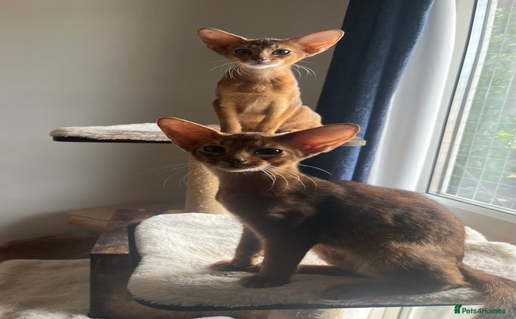 Abyssinian cats in Northwood - Advert 4