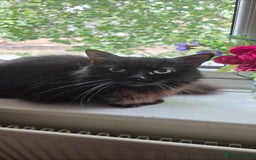 Ragdoll cats for sale: Fostered cat looking for her forever home - Image 1