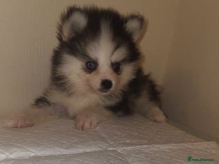 Pomsky dogs Toy Pomsky Multigenerational - Advert 2