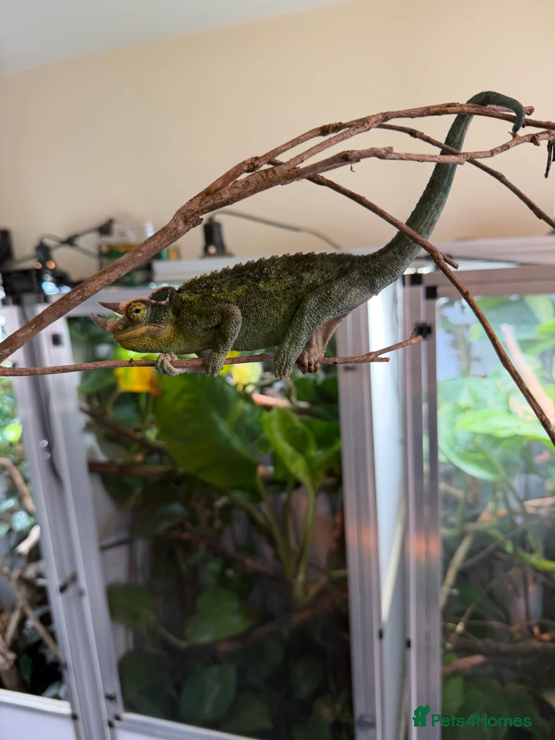 Chameleon reptiles for sale: Jackson chameleon, Hold back pair.  - Advert 1