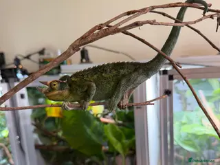 Chameleon reptiles Jackson chameleon, Hold back pair. - Advert 1