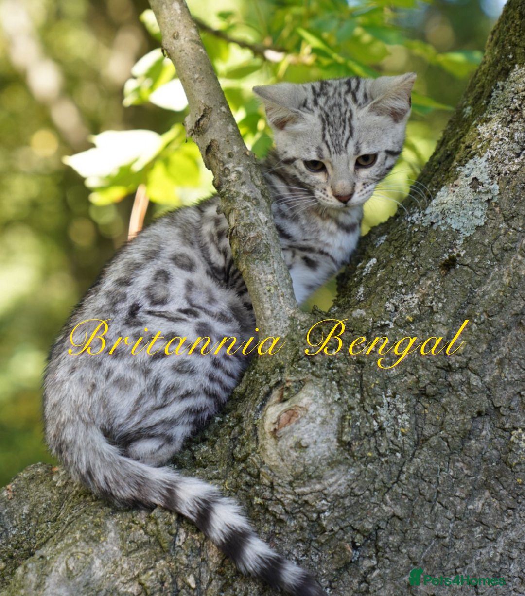 Bengal cats for sale: Exquisite Silver Bengal and Silver smoke Bengal  - Image 5