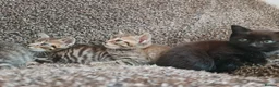 Mixed Breed cats for sale: Kittens for sale  - Advert 4