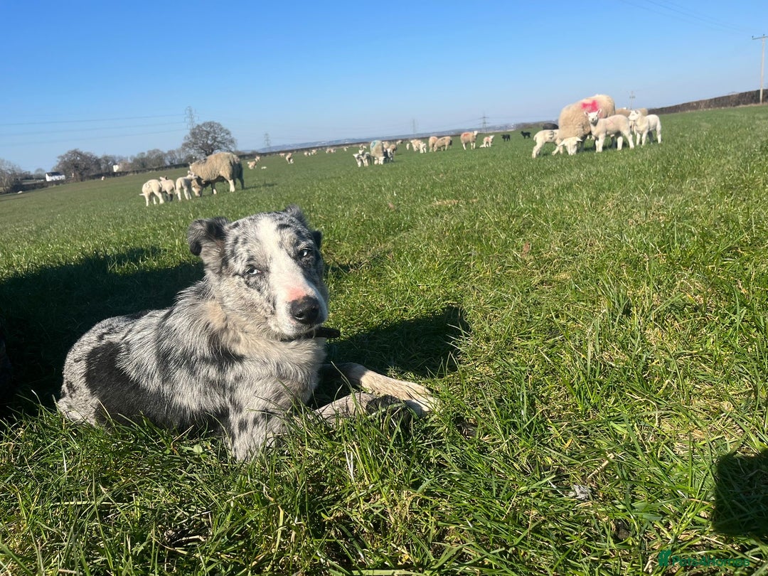 Border Collie dogs for sale: Beautiful border collie X puppies  - Image 7