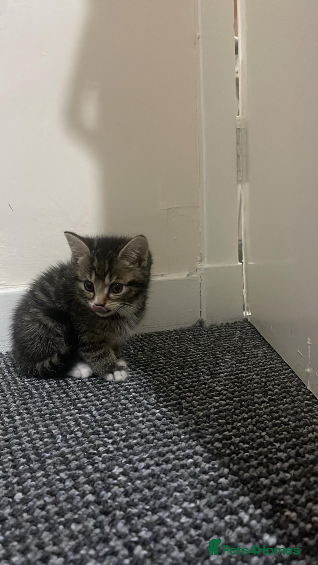 British Shorthair cats for sale: Cute British X kittens - Advert 6