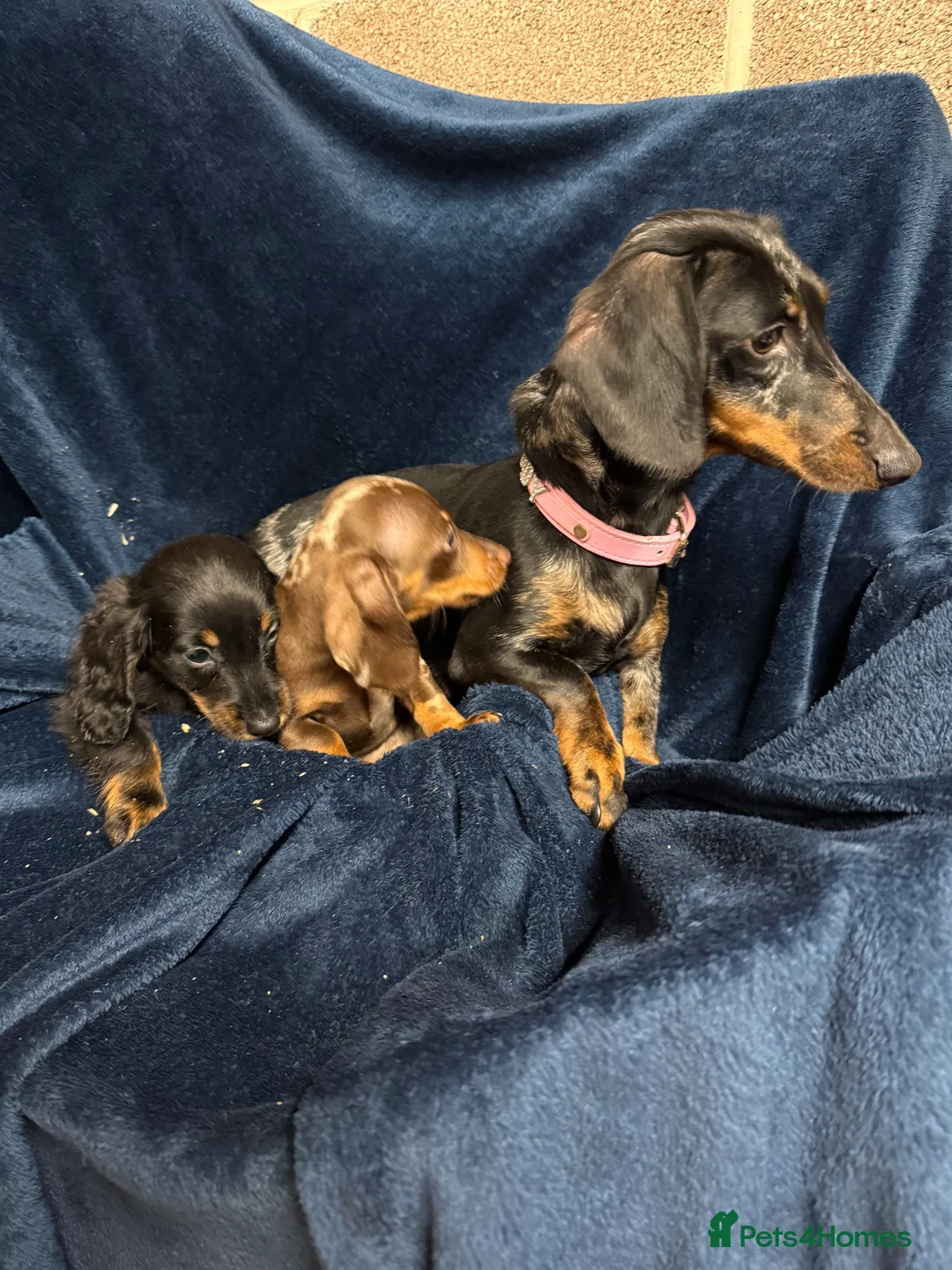 Dachshund dogs for sale: Seven beautiful dachshund Puppies - Advert 2