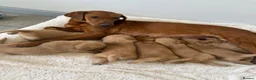 Goldador dogs for sale: GORGEOUS GOLDADORS  - Advert 3