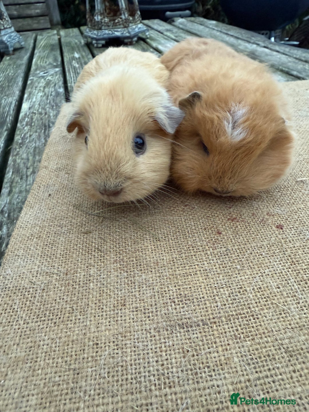 Guinea Pig rodents for sale: Pure bred California & Swiss guineapigs  - Advert 1