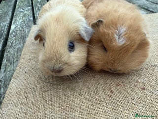 Guinea Pig rodents Pure bred California & Swiss guineapigs - Advert 19