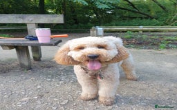 Miniature Poodle dogs for stud: Minature Poodle Stud Dog - Image 4