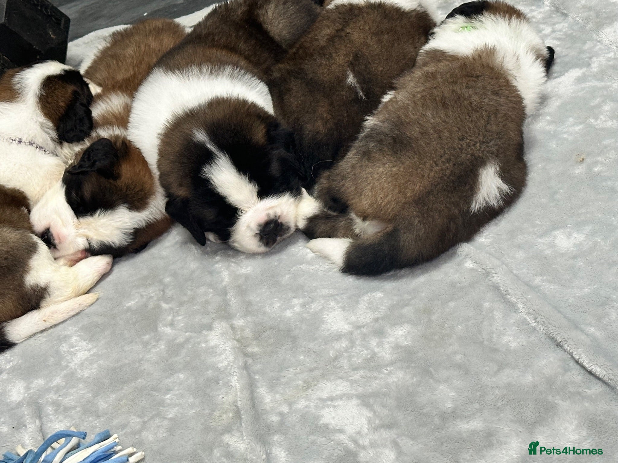 Saint Bernard dogs Exceptional litter of show quality pups  - Advert 6