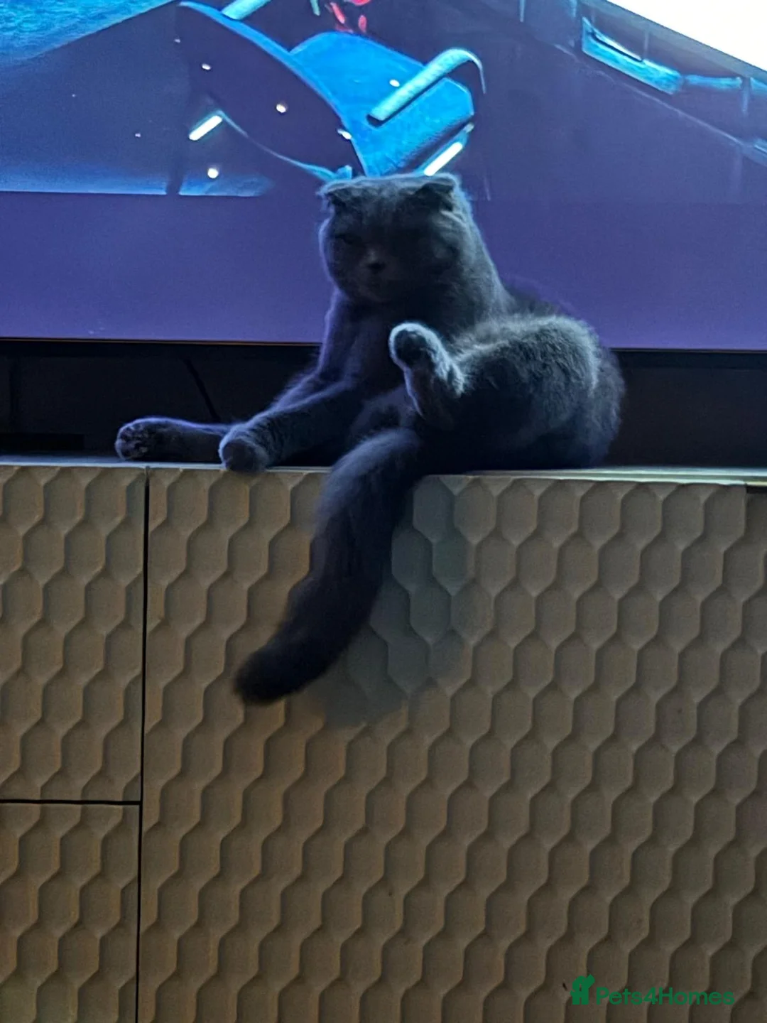 Scottish Fold cats for sale: female scottish fold  - Advert 7