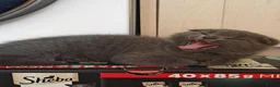 Scottish Fold cats for sale: Scottish fold kittens - Advert 12