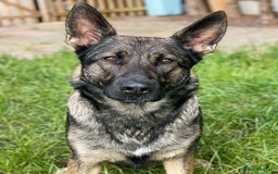 German Shepherd dogs for sale: German Shepherd Puppies  - Image 5