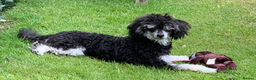 Toy Poodle dogs for stud: Phantom Toy Poodle Tri colour KC (STUD ONLY) in Coalville - Advert 7