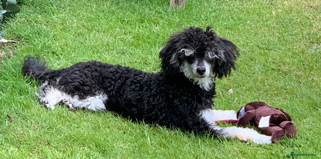 Toy Poodle dogs for stud: Phantom Toy Poodle Tri colour KC (STUD ONLY) in Coalville - Advert 7