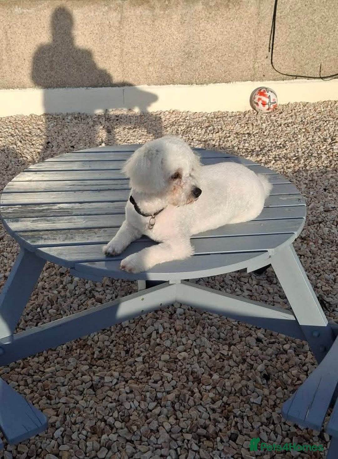 Cavachon dogs for stud: Handsome Cavachon Stud – Friendly Family Dog - Advert 2