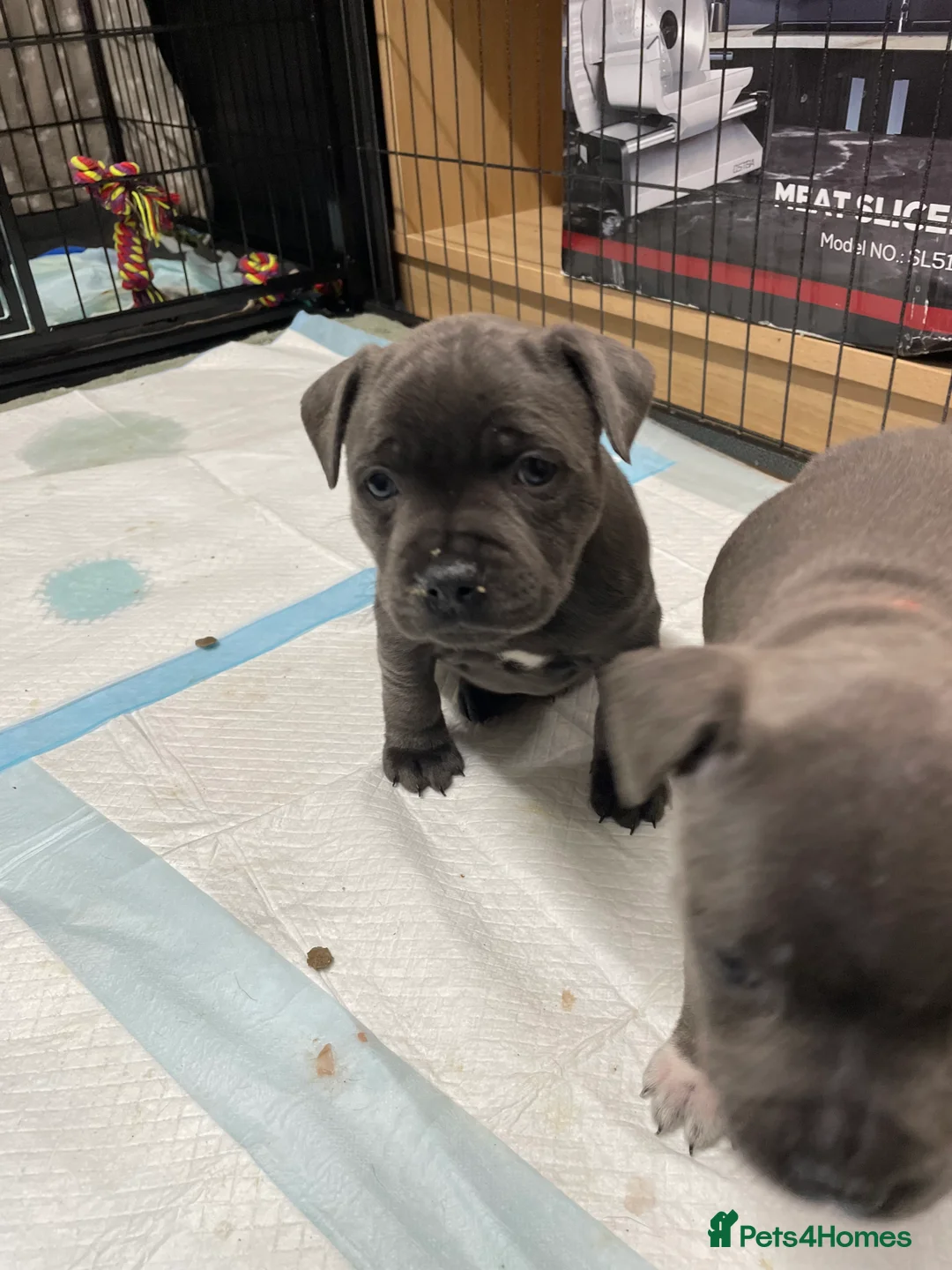 Staffordshire Bull Terrier dogs for sale: Amazing pups for sale  in Nuneaton - Advert 10