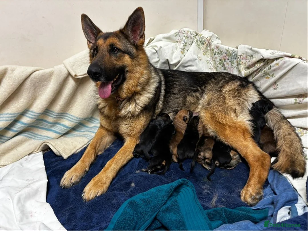 German Shepherd dogs for sale: German Shepard Pups For Sale - Advert 1