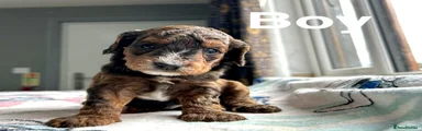 Cockapoo 1
