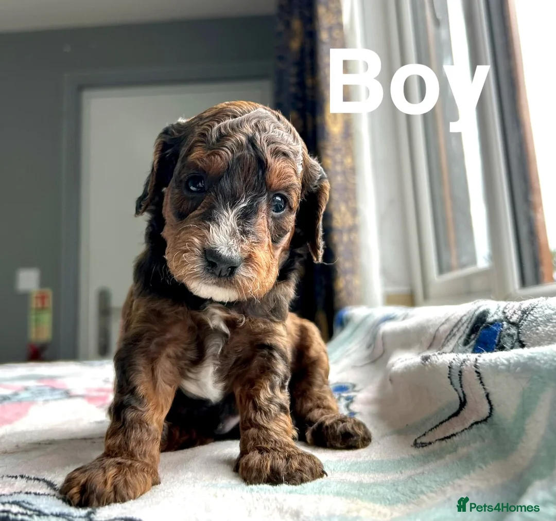 Cockapoo dogs for sale: Beautiful cockapoo boys ready on 13th July  - Advert 2