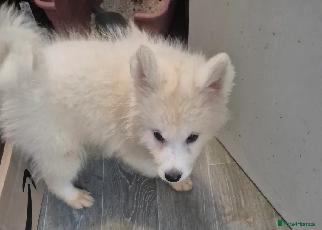 Samoyed dogs for sale: Samoyed puppies - Advert 7