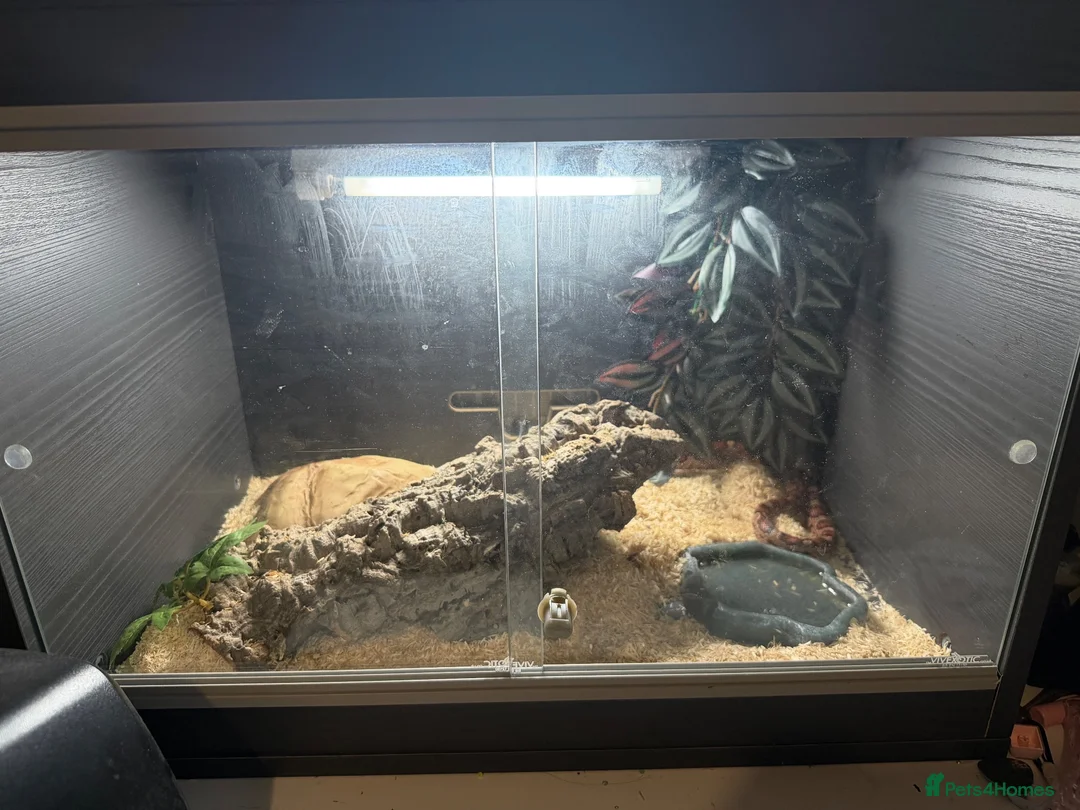 Corn Snake reptiles for sale: Corn snake and full set up  in Bishop Auckland - Advert 2