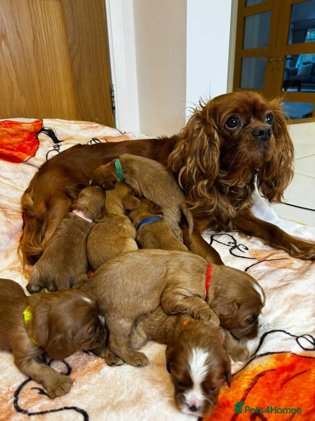 Cavalier King Charles Spaniel dogs for sale: 7 KC registered boy cavalier king Charles  - Advert 2