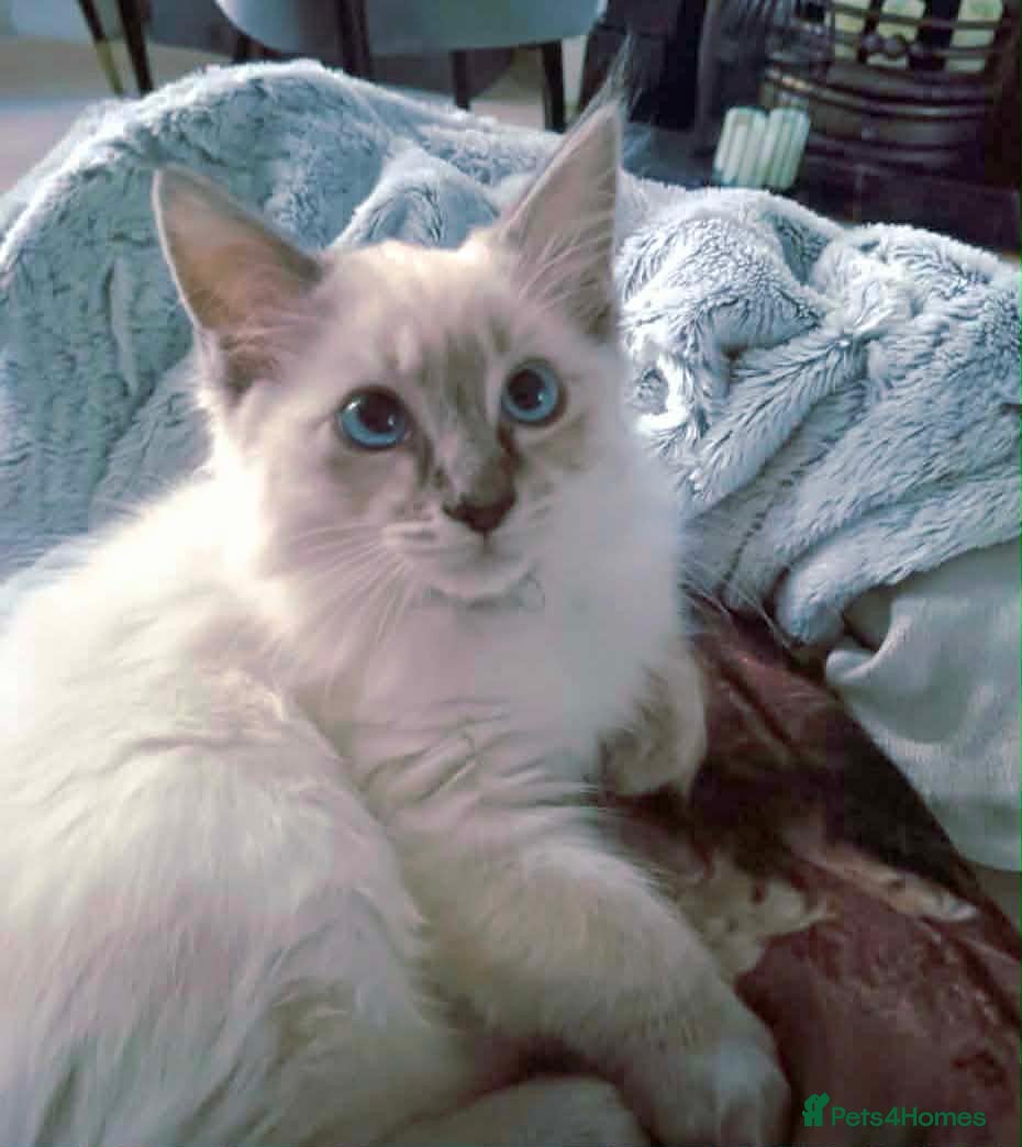 Ragdoll cats Ragdoll kitten  - Advert 6
