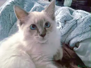 Ragdoll cats Ragdoll kitten - Advert 3