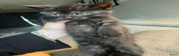 Persian cats for sale: Mixed breed Persian kittens - Advert 11