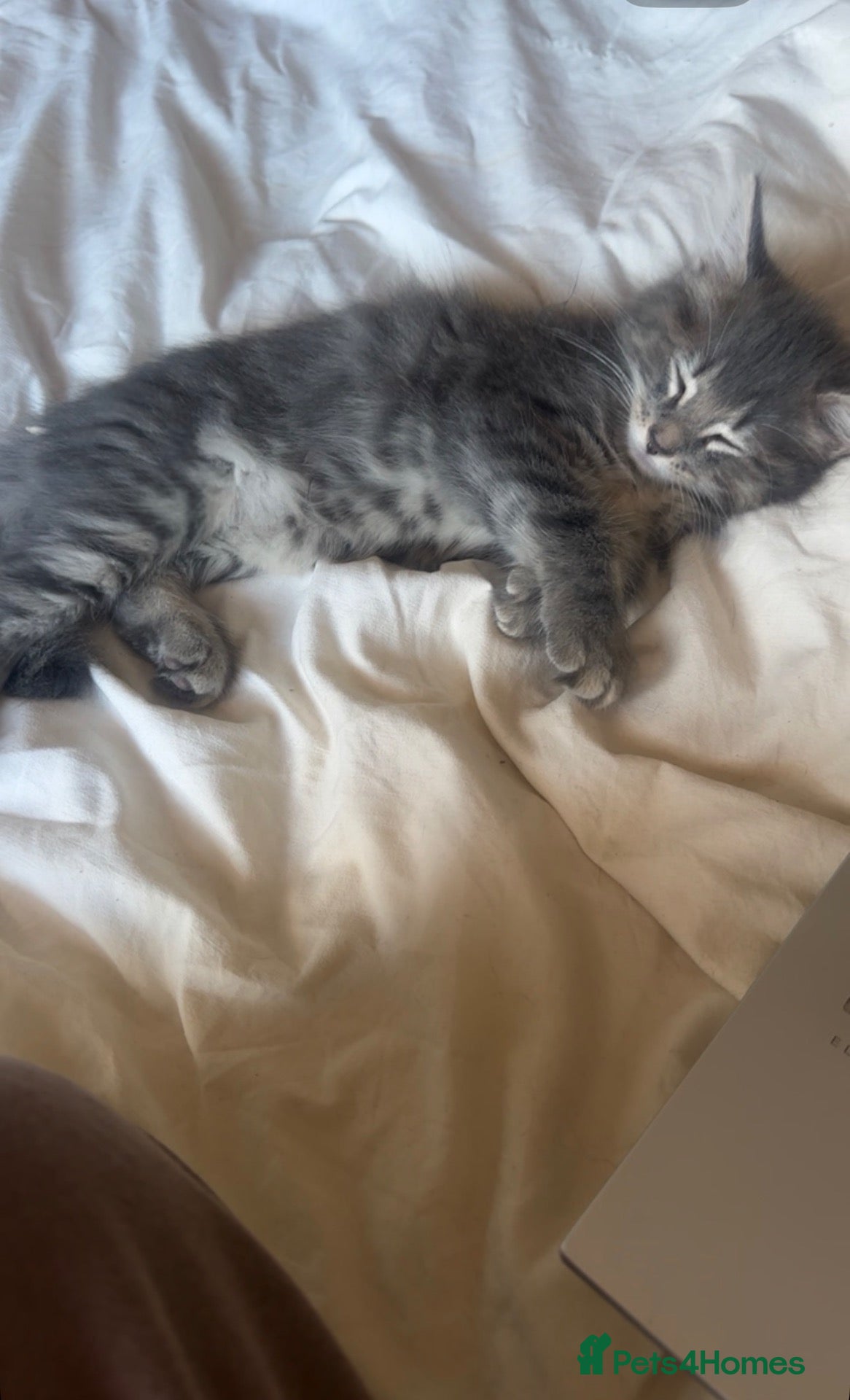 Maine Coon cats Mainecoon mix kittens - Advert 1