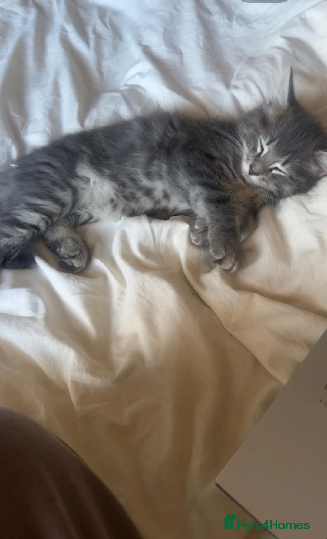Maine Coon cats for sale: Mainecoon mix kittens in Catterick Garrison - Advert 1
