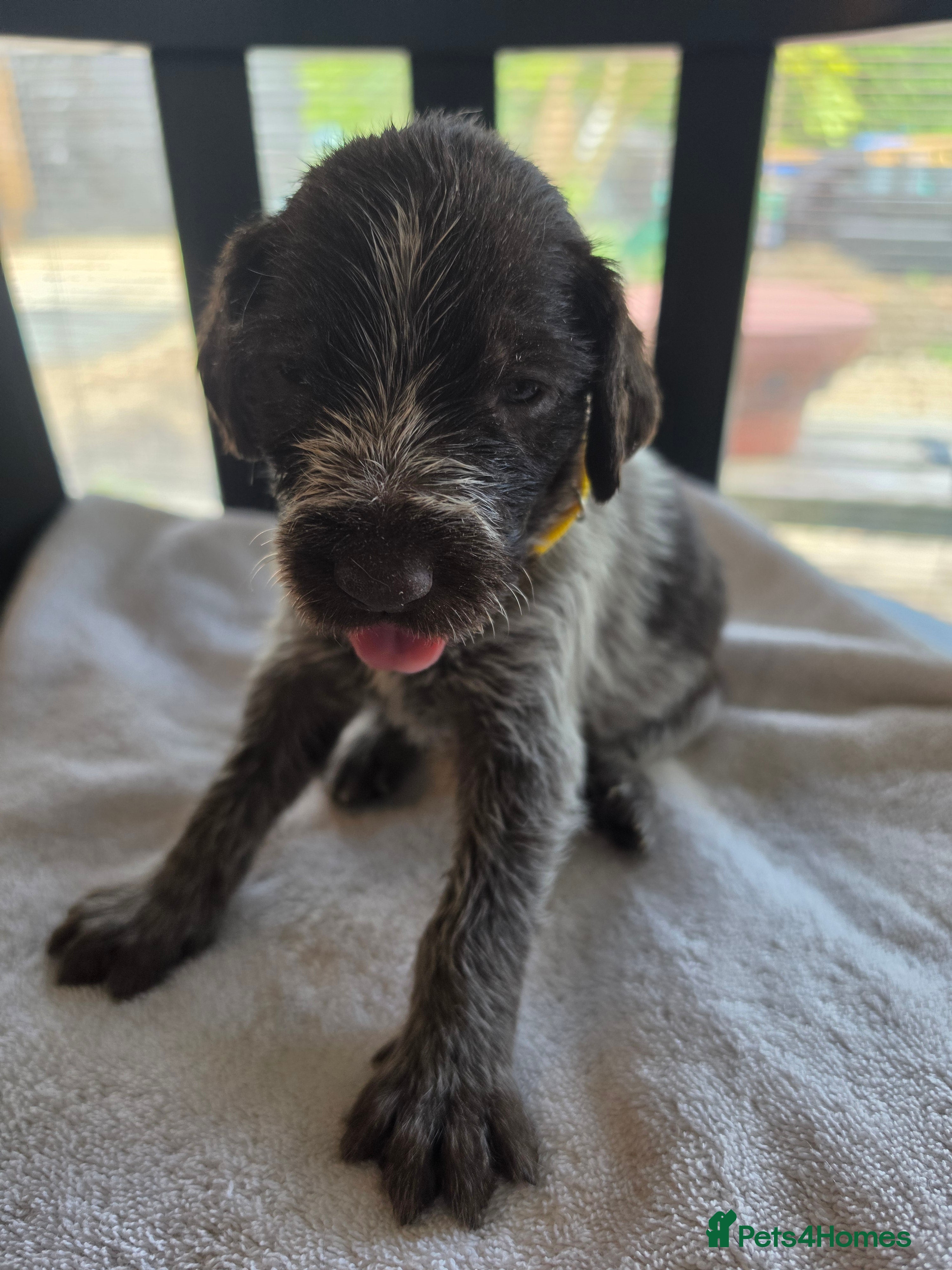 German Wirehaired Pointer dogs West German, Wire Haired Pointers - Advert 2