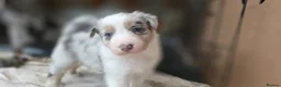 Border Collie dogs for sale: Blue Merle Tri- Colour Border Collie Puppies - Advert 14