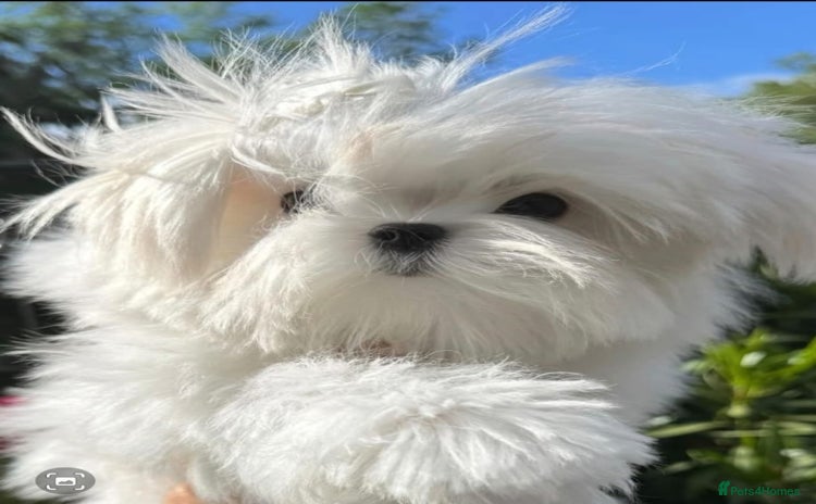 Maltese dogs - Advert 2