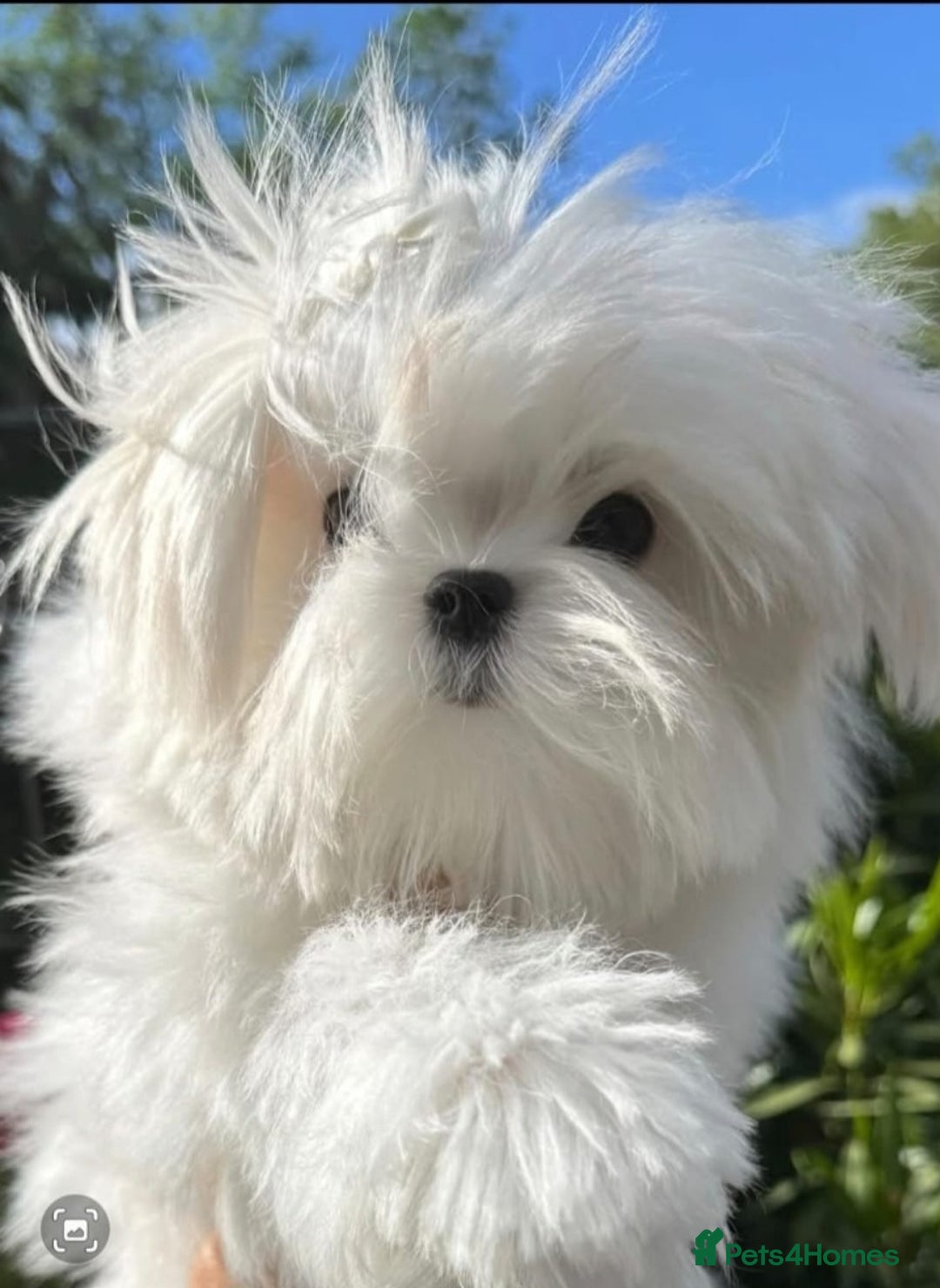 Maltese dogs for stud:  Korean maltese stud  - Image 1