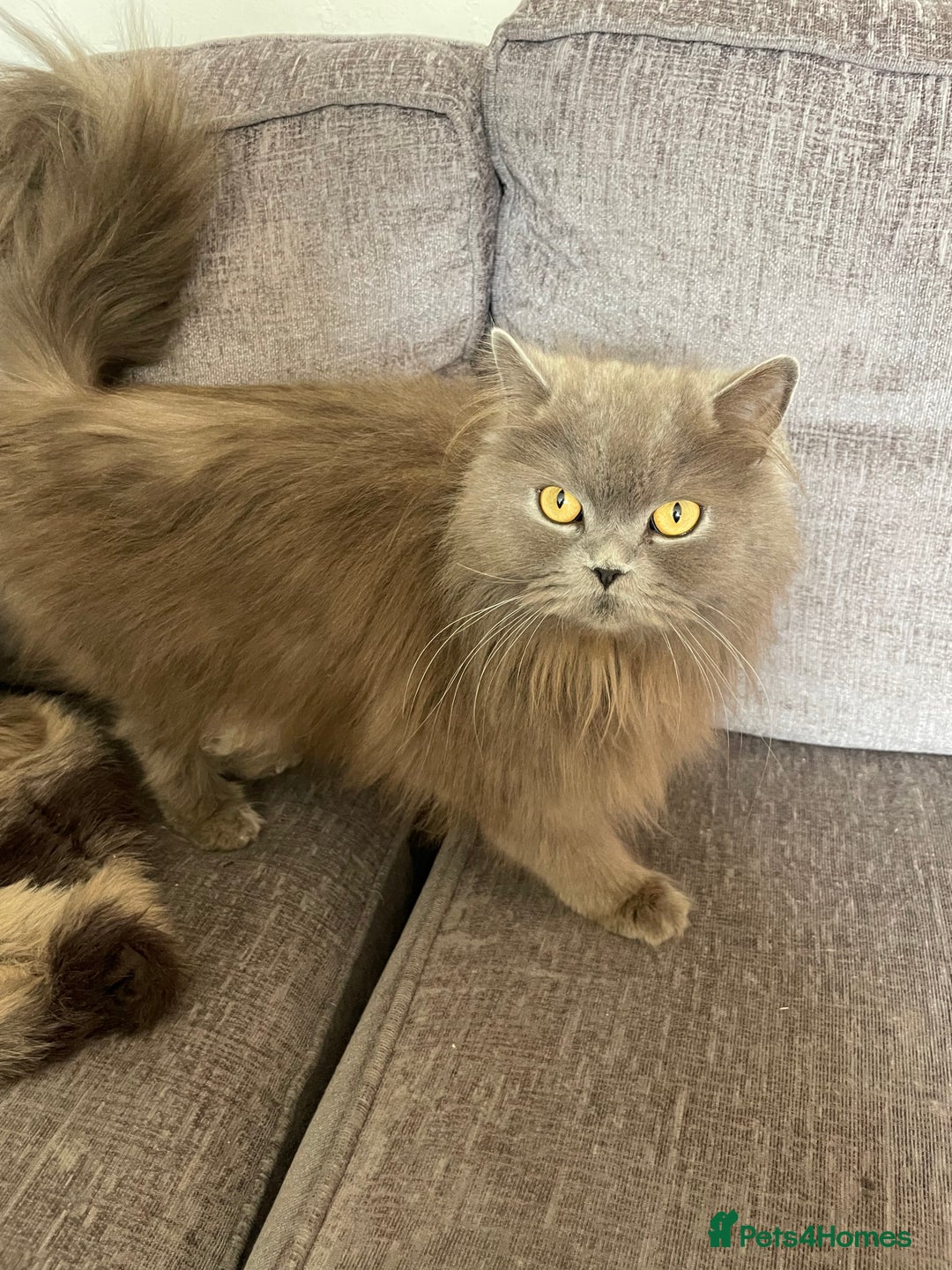 British Longhair cats for sale: British long-haired kittens - Image 6