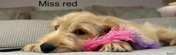 Goldendoodle dogs for sale: FULLY VACCINATED AND ABLE TO GO OUT ON WALKS.  - Advert 25